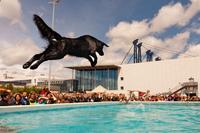 Auf die Rampe, fertig, los: Dog-Diving ist die neue Hunde-Trendsportart