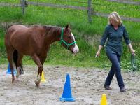 Neues Führungskräftetraining mit Pferden