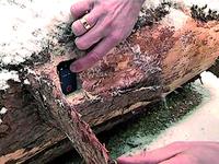 Forst-Tracker legt Holzdieb das Handwerk