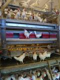 Geflügel tiergerecht halten